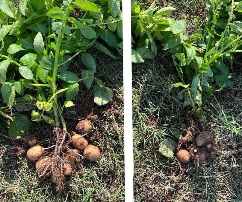 Field trial: model plot with larger tubers beside the matched control plot